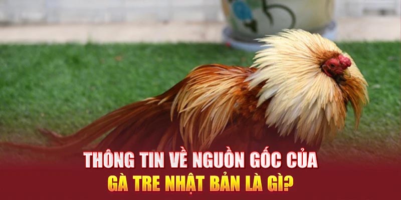 Thông tin về nguồn gốc của gà tre Nhật Bản là gì?